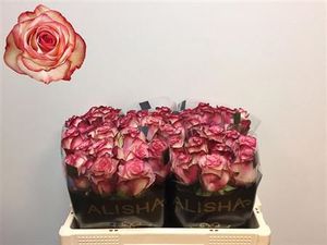 ROSE PALOMA KENIA 50